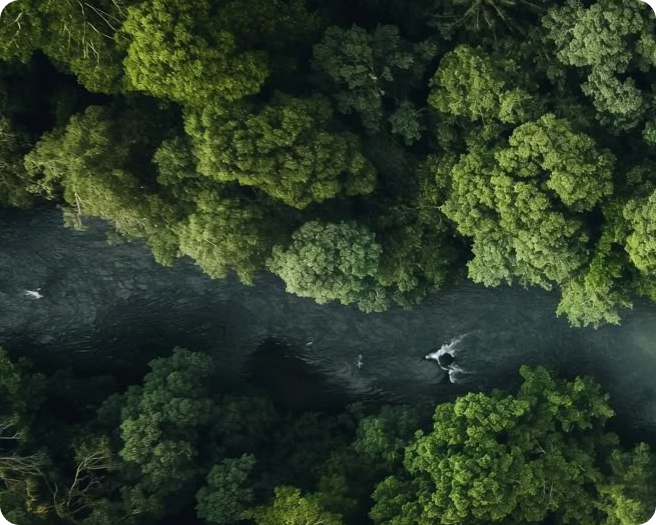 Woods drone shot