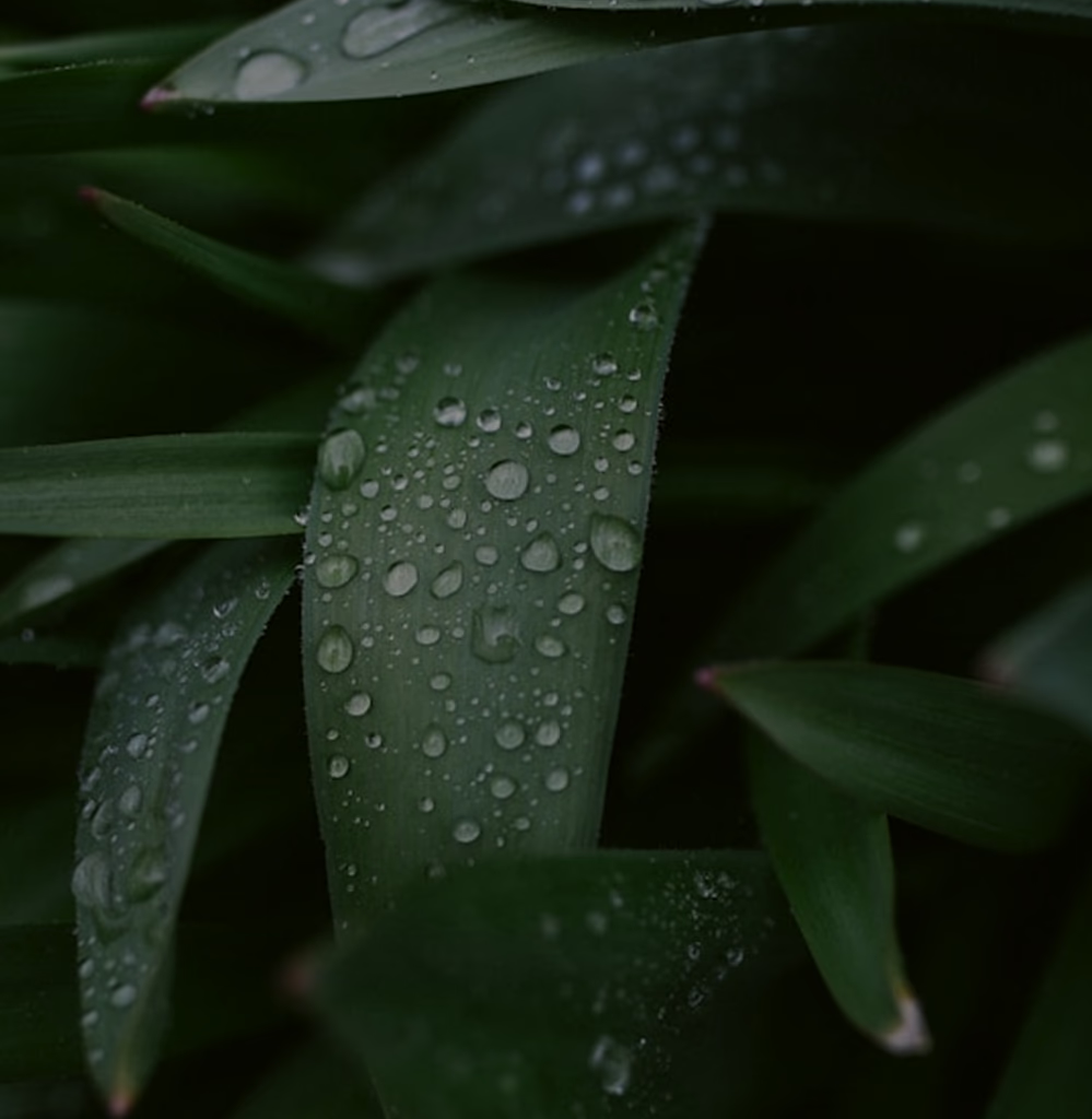 close up of leaves with rain drops